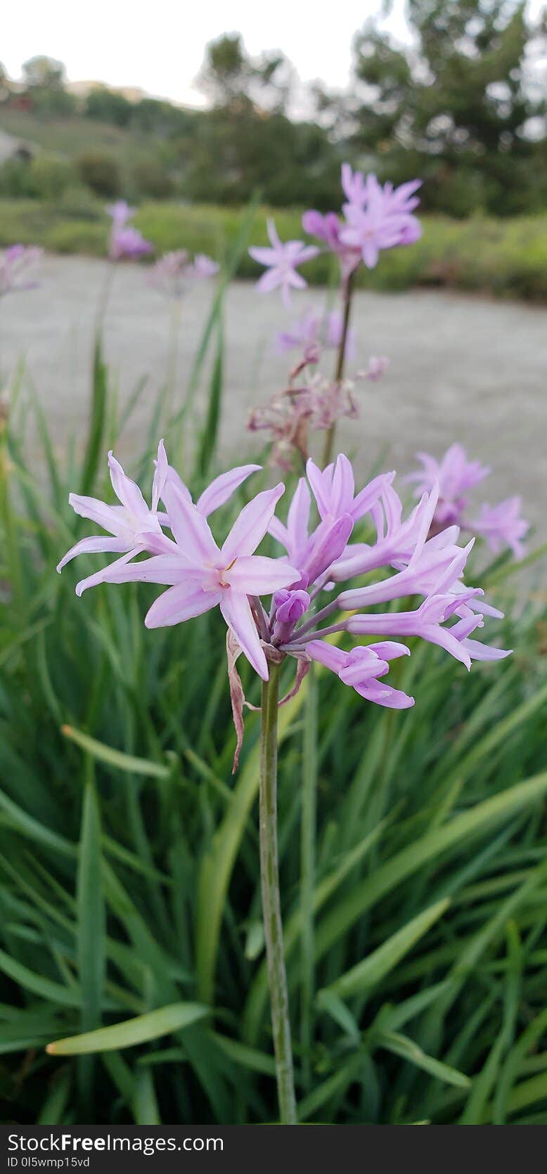 Plant, Flower, Flora, Flowering Plant