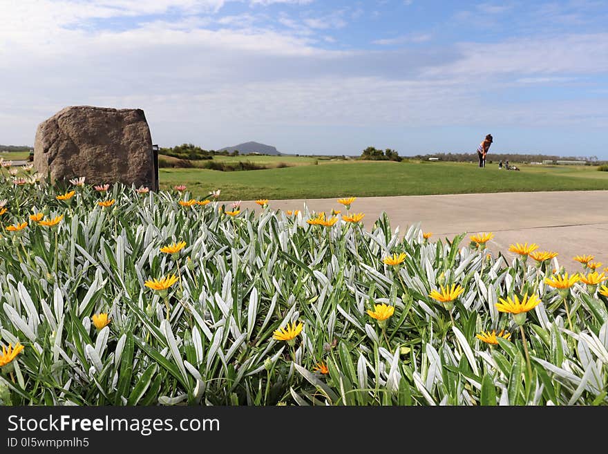 Flower, Ecosystem, Plant, Wildflower