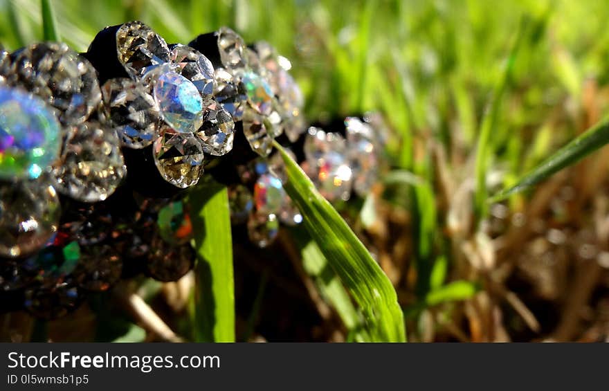 Plant, Flora, Close Up, Macro Photography