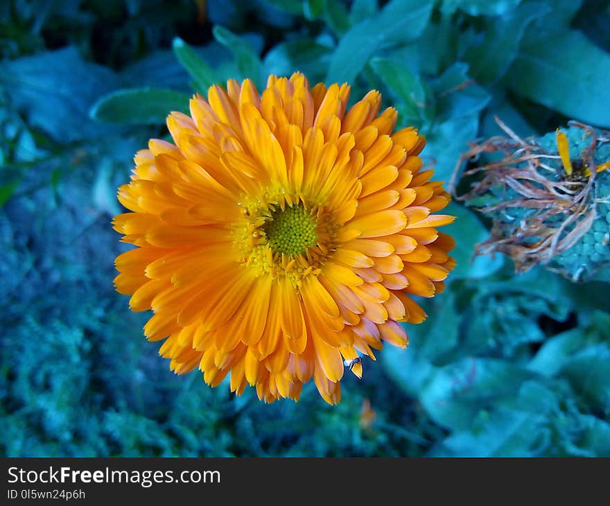 Flower, Yellow, Flora, Petal