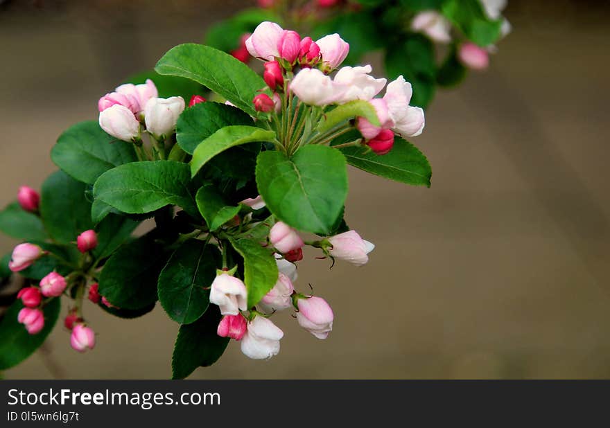 Blossom, Plant, Branch, Flower