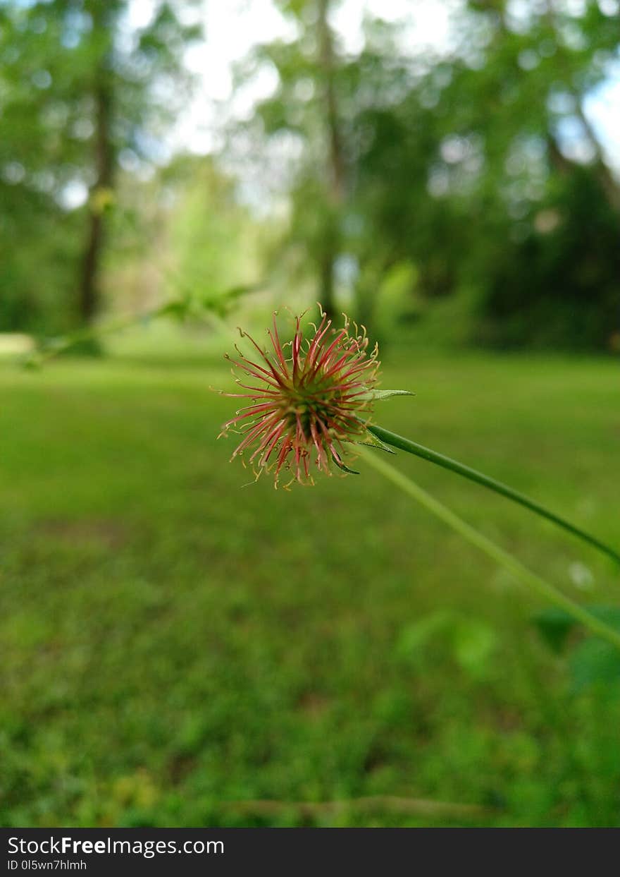 Vegetation, Grass, Flora, Plant