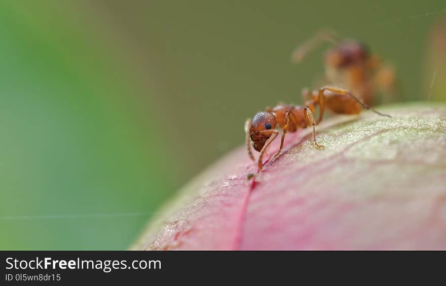 Insect, Pest, Macro Photography, Membrane Winged Insect