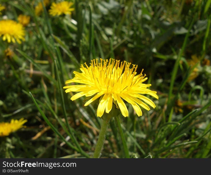 Flower, Dandelion, Sow Thistles, Flatweed