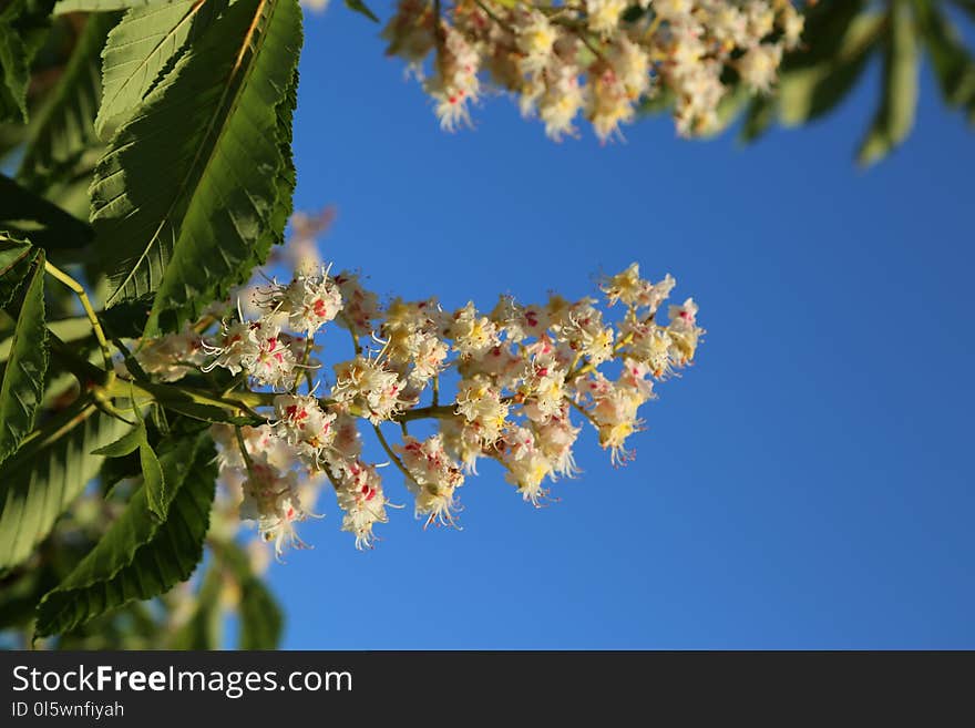 Sky, Blossom, Branch, Spring