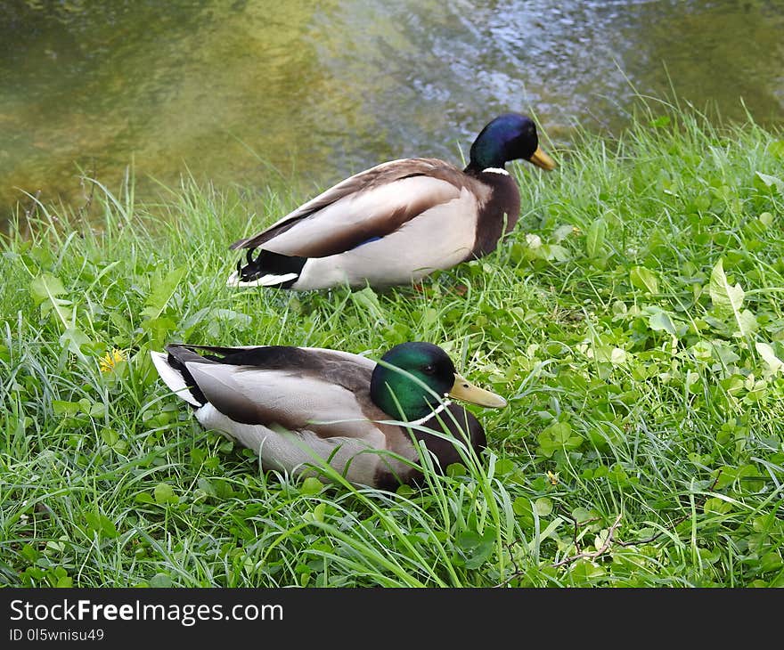 Duck, Bird, Mallard, Fauna