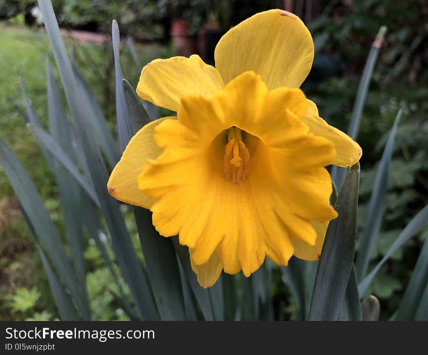 Flower, Yellow, Plant, Flora