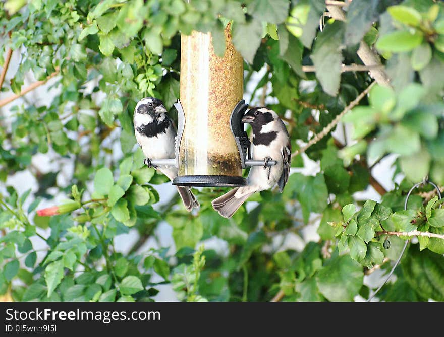 Bird, Fauna, Tree, Plant