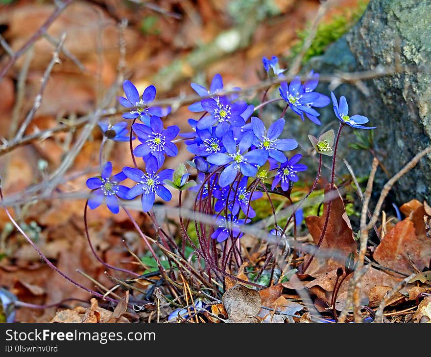 Flower, Plant, Flora, Wildflower