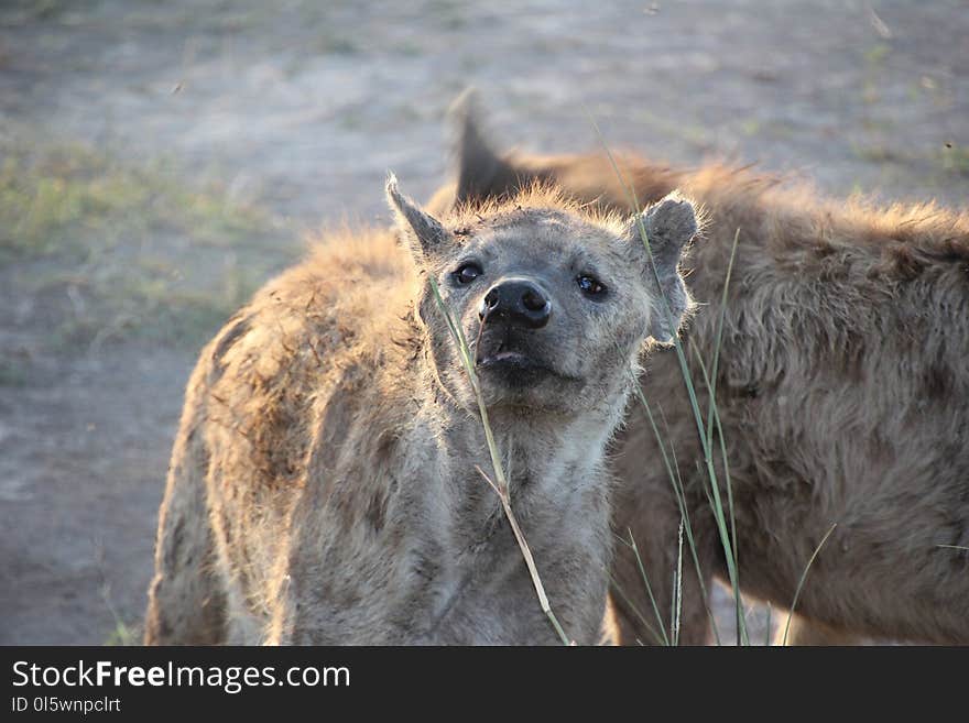 Hyena, Wildlife, Mammal, Fauna