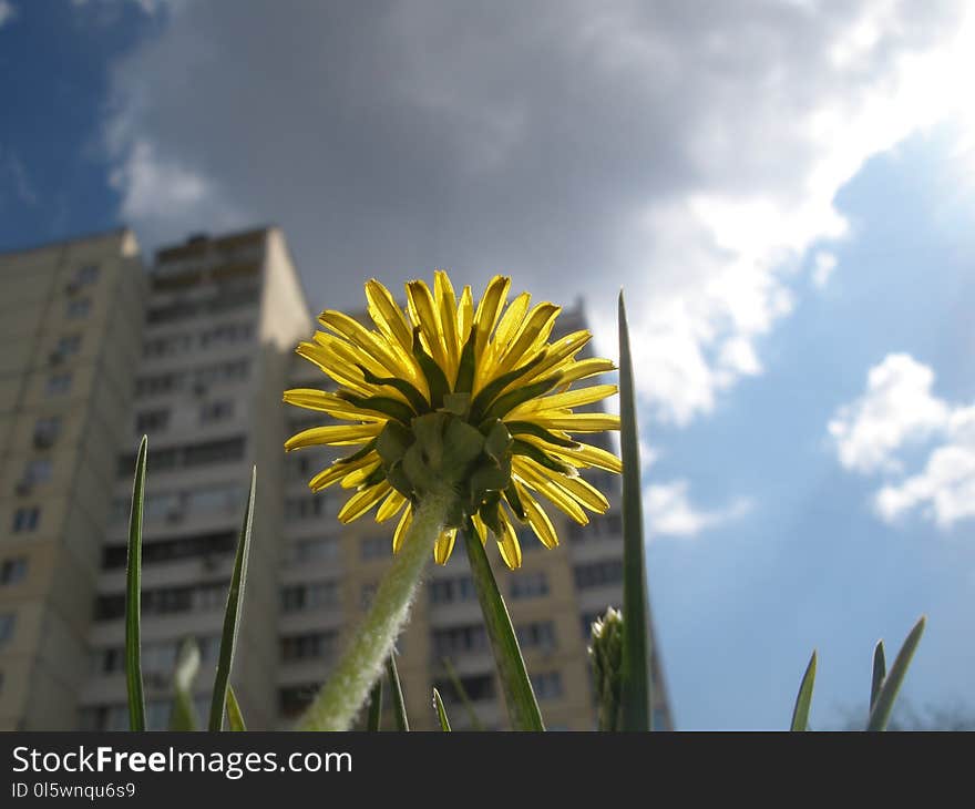 Sky, Flower, Yellow, Flora