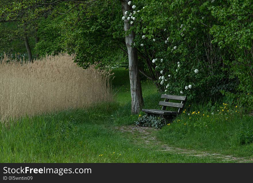 Ecosystem, Tree, Vegetation, Grass