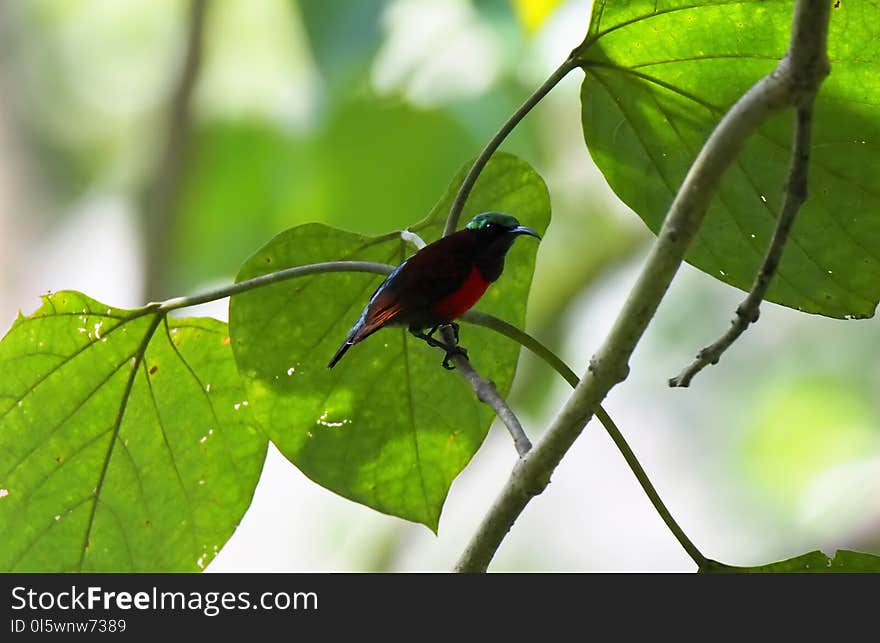 Insect, Leaf, Ecosystem, Fauna