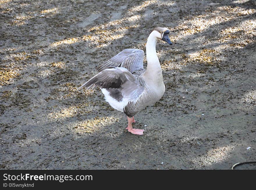 Bird, Water Bird, Fauna, Goose