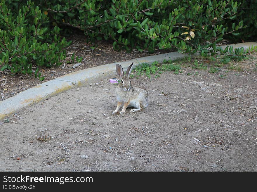 Fauna, Mammal, Wildlife, Wallaby