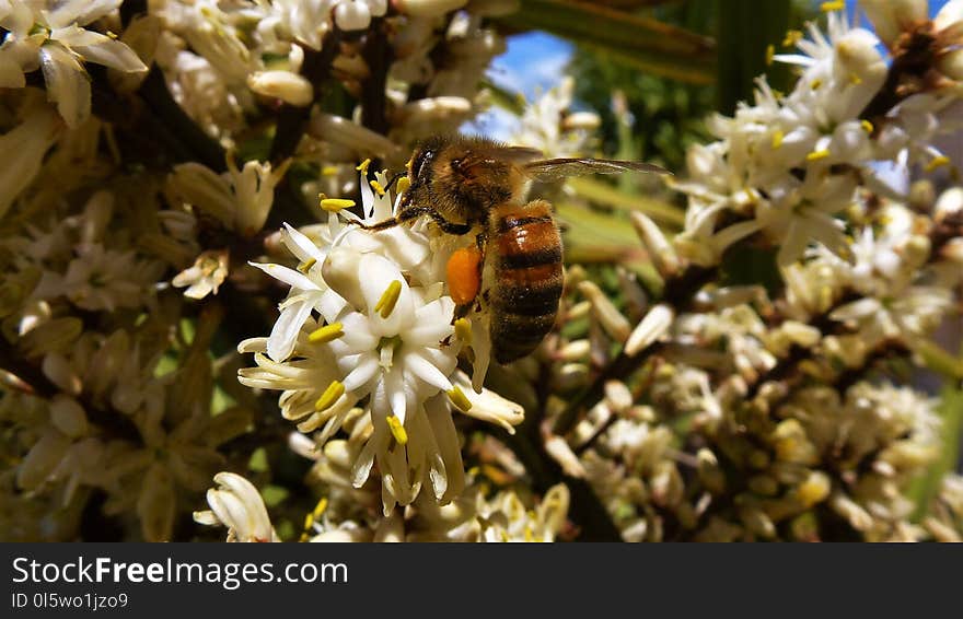 Honey Bee, Bee, Insect, Flora