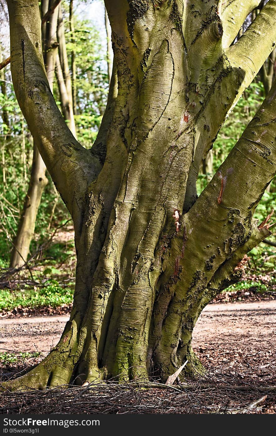 Tree, Woody Plant, Plant, Trunk