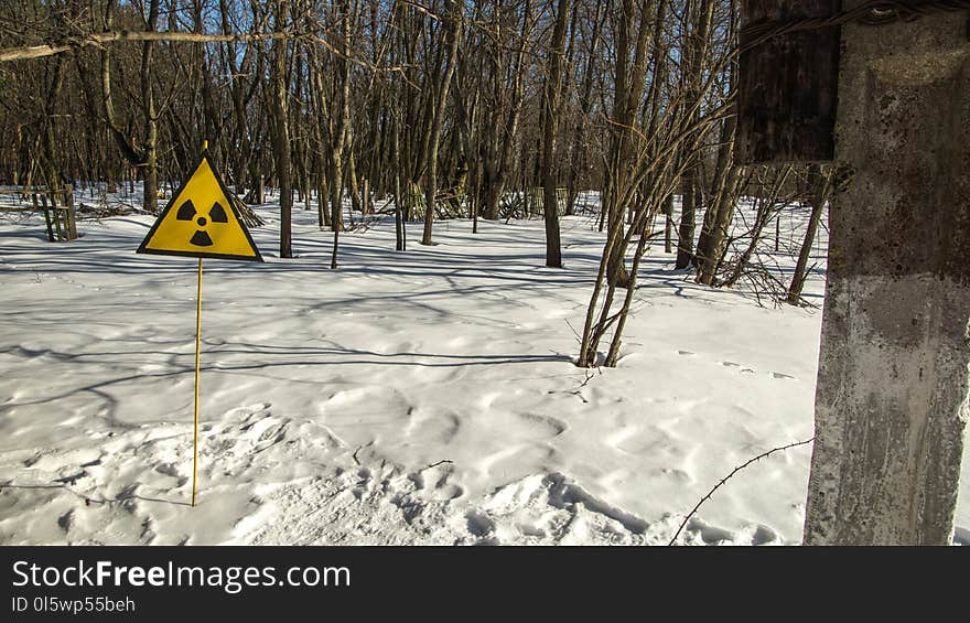 Snow, Winter, Tree, Freezing