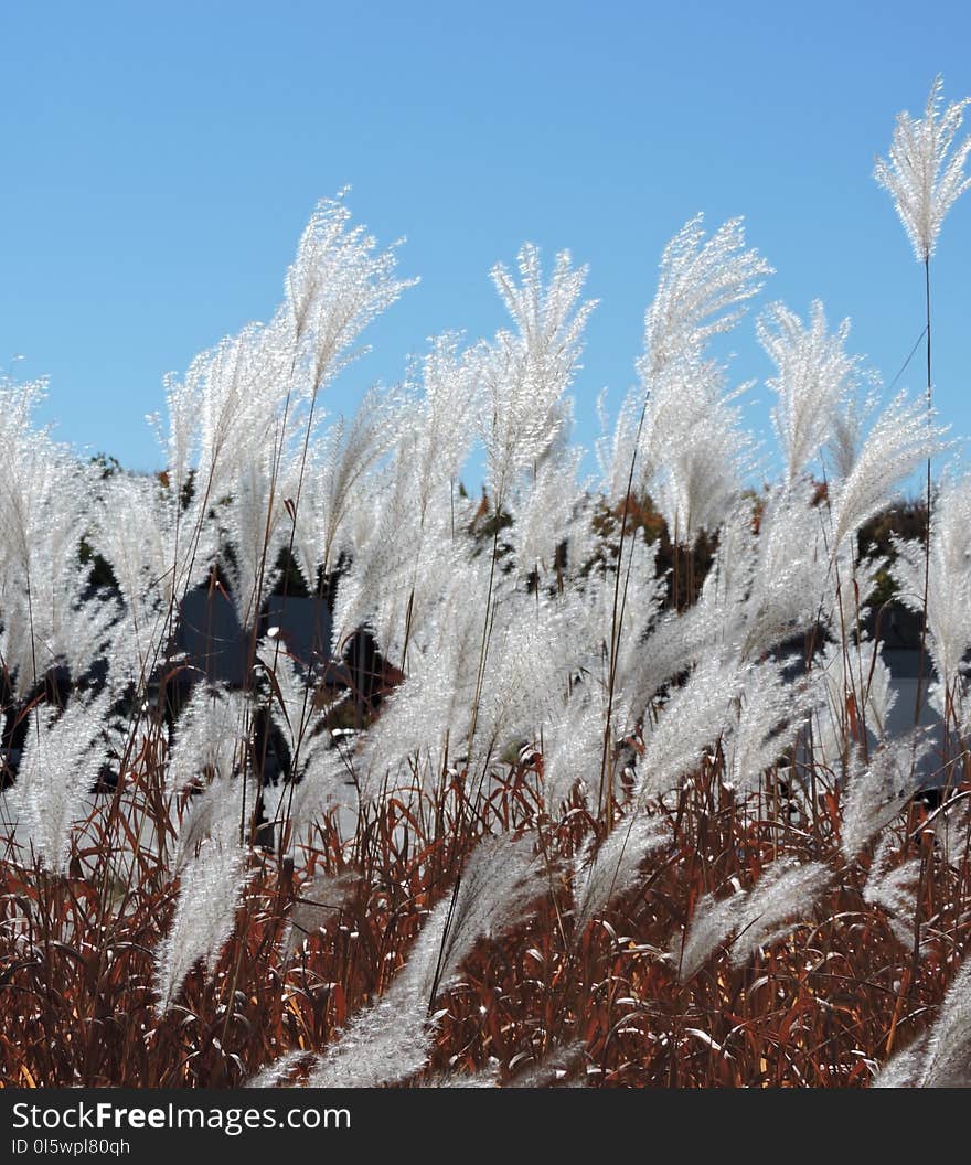 Winter, Frost, Freezing, Snow