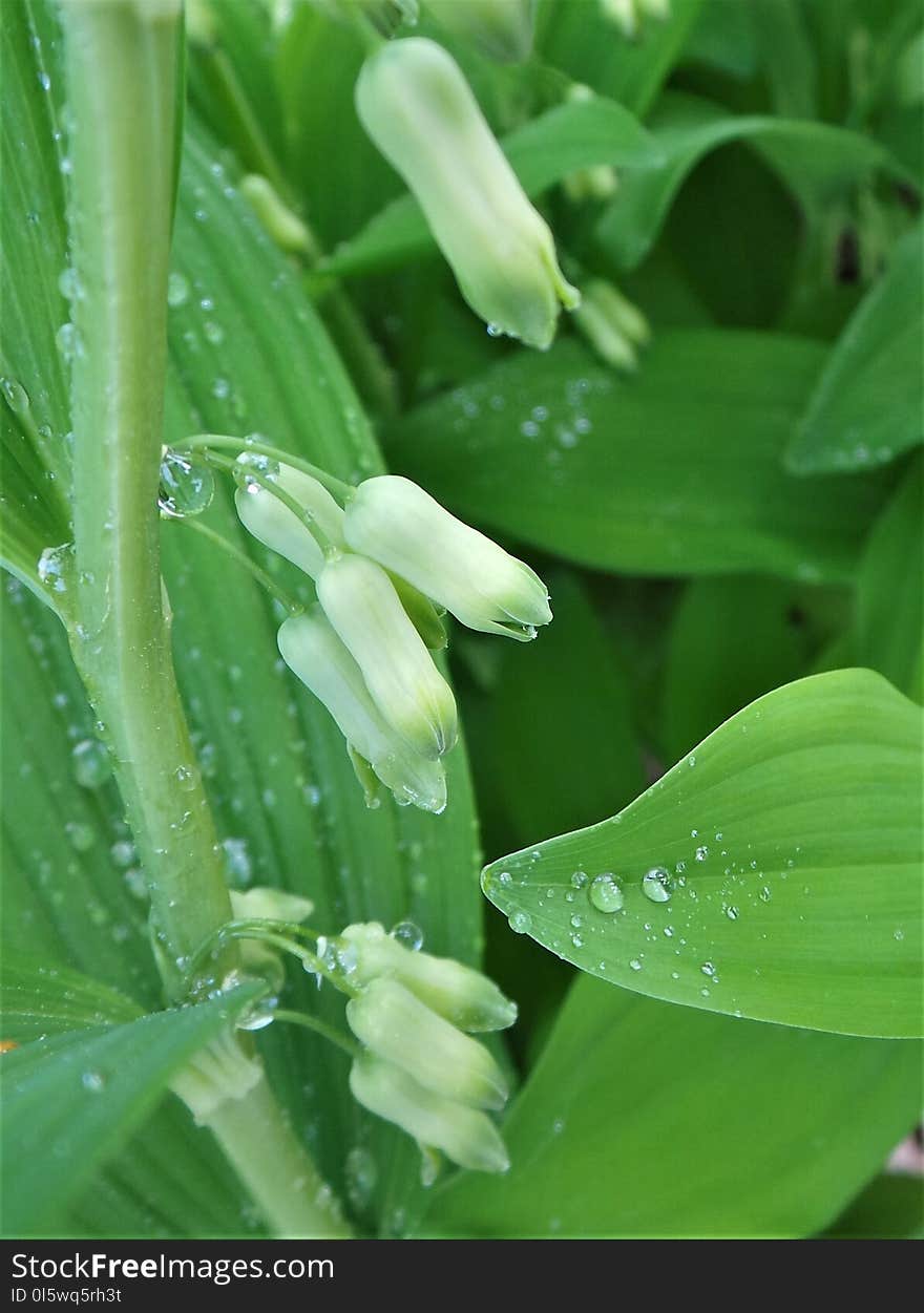 Flower, Plant, Water, Grass