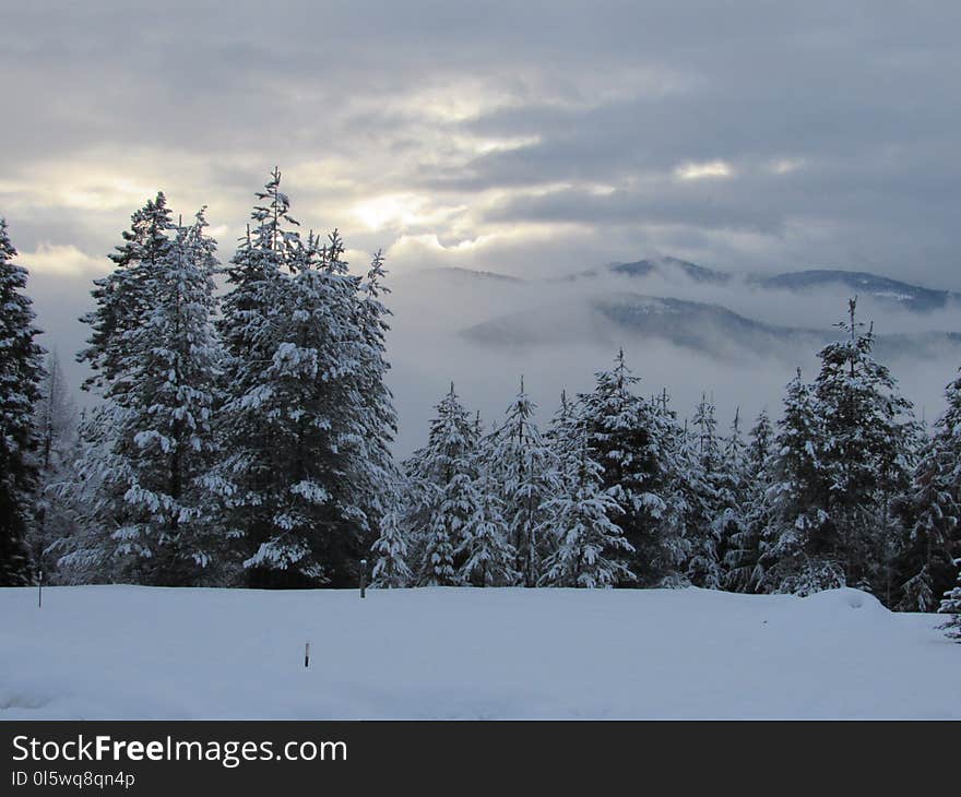 Sky, Snow, Winter, Tree