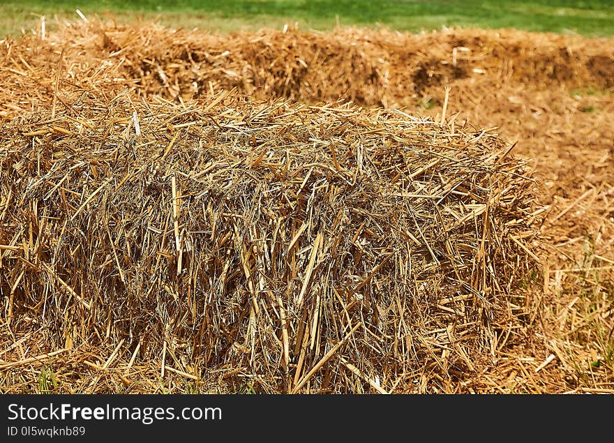 Hay, Straw, Crop, Agriculture