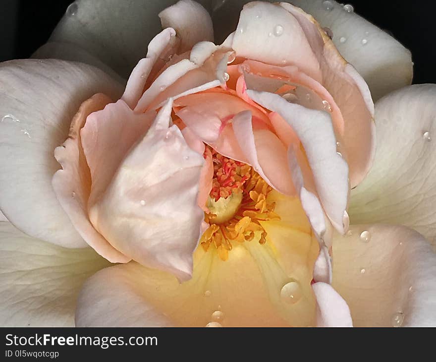 Flower, Rose Family, Rose, Close Up