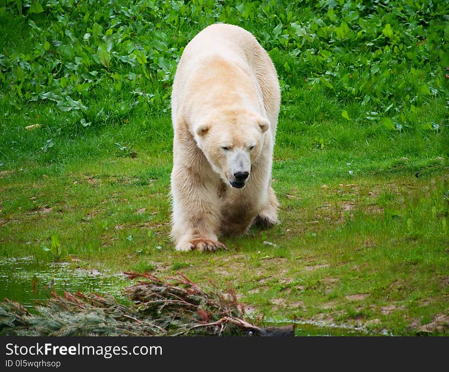 Bear, Fauna, Polar Bear, Terrestrial Animal