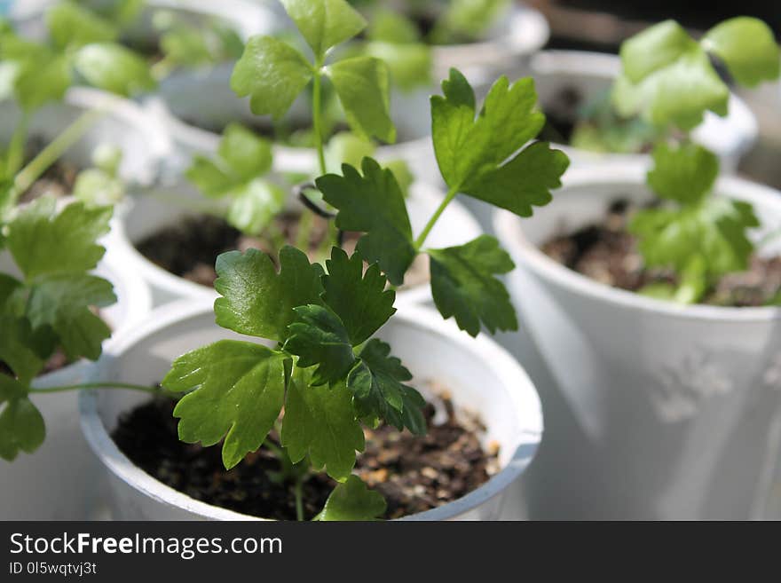 Plant, Leaf, Leaf Vegetable, Herb