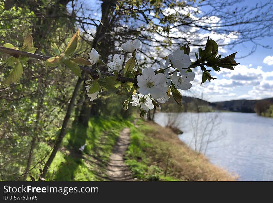 Water, Tree, Reflection, Spring