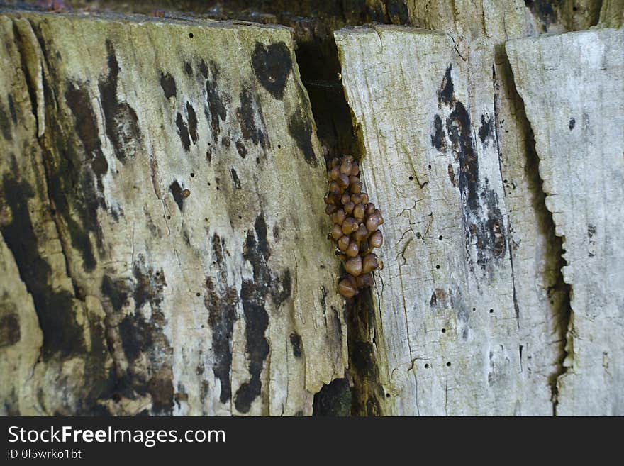 Wood, Wall, Texture, Formation