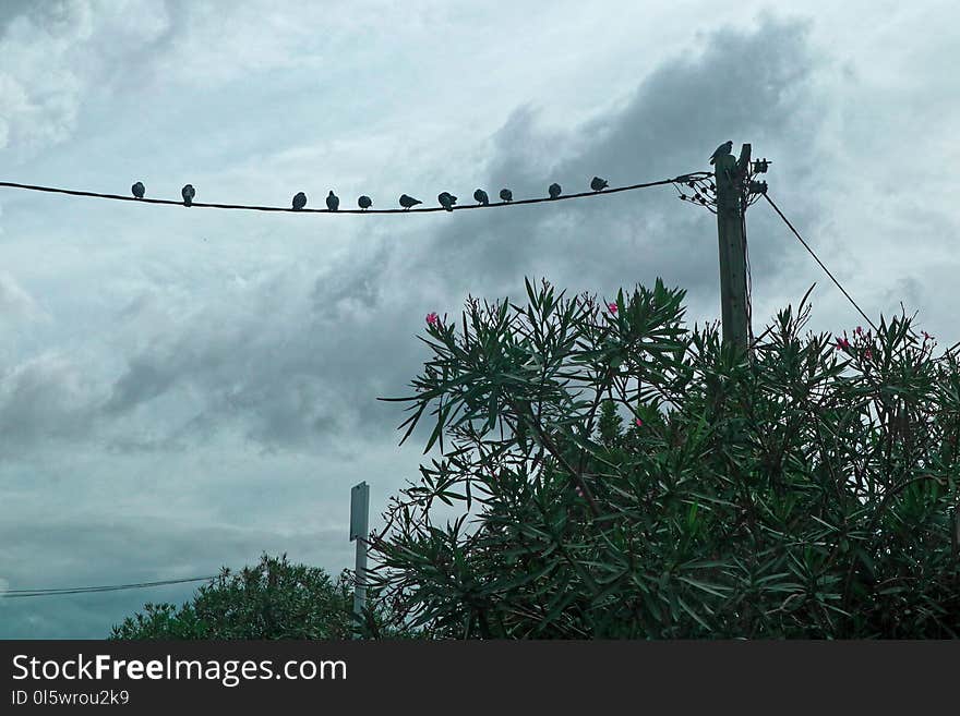 Sky, Cloud, Tree, Branch