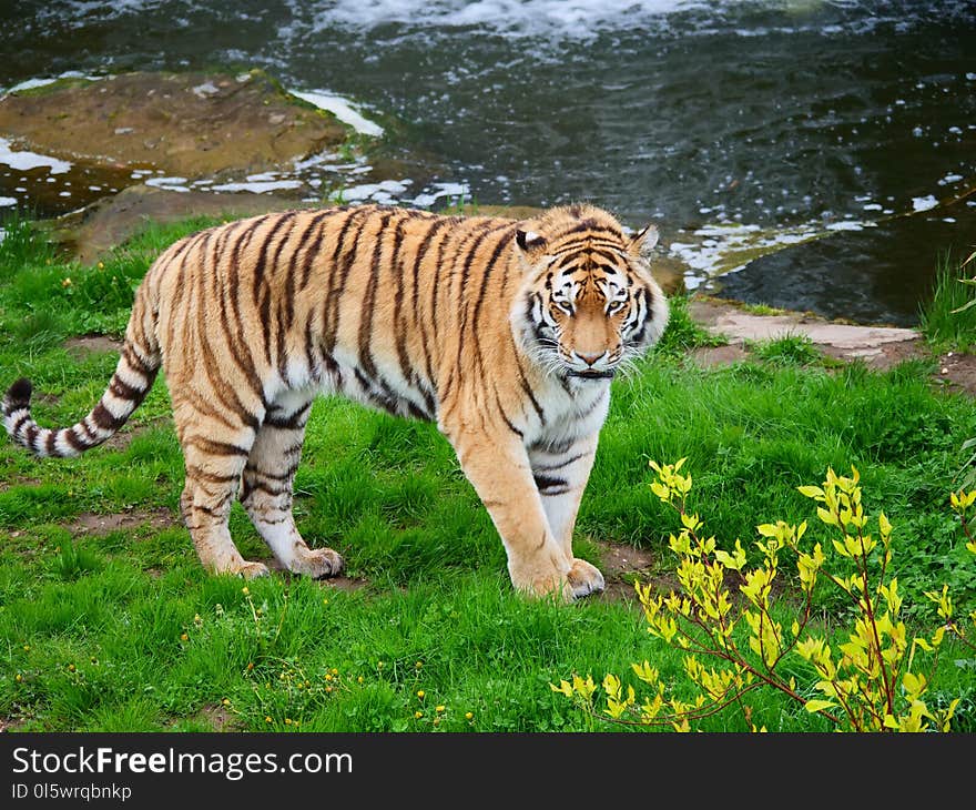 Tiger, Wildlife, Terrestrial Animal, Mammal