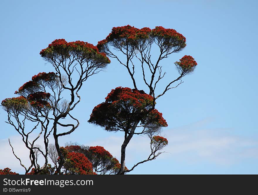 Sky, Tree, Flora, Plant