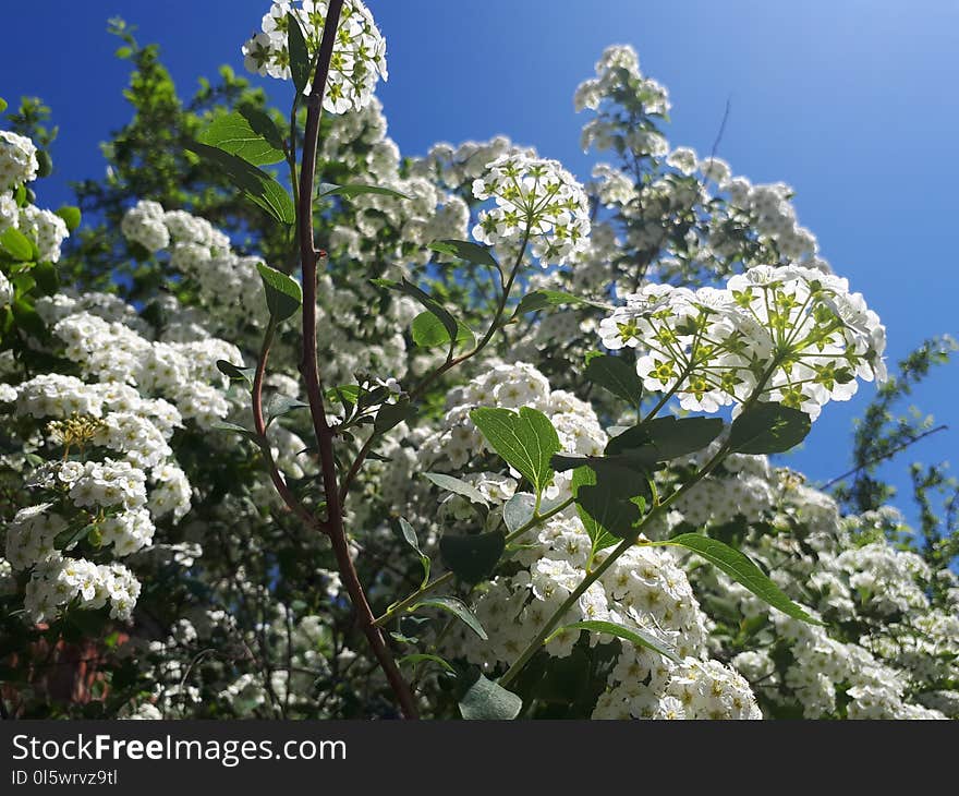 Plant, Spring, Viburnum, Nannyberry