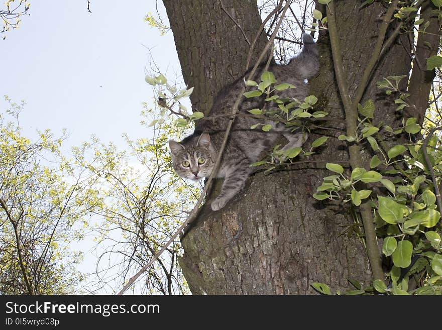 Tree, Branch, Leaf, Plant