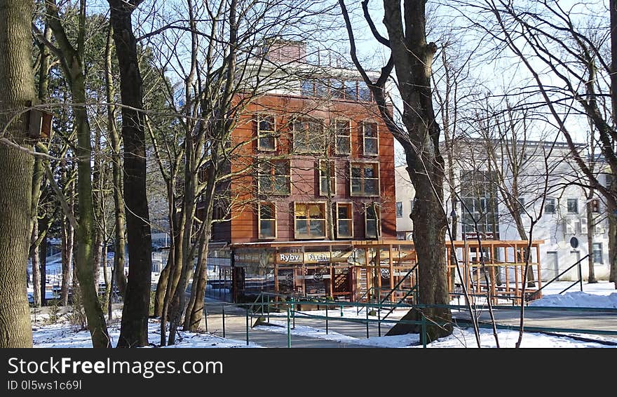 Winter, Tree, Property, Home