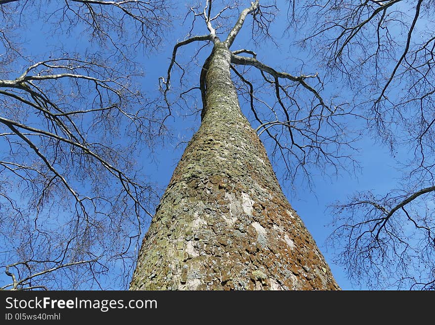 Tree, Woody Plant, Branch, Sky