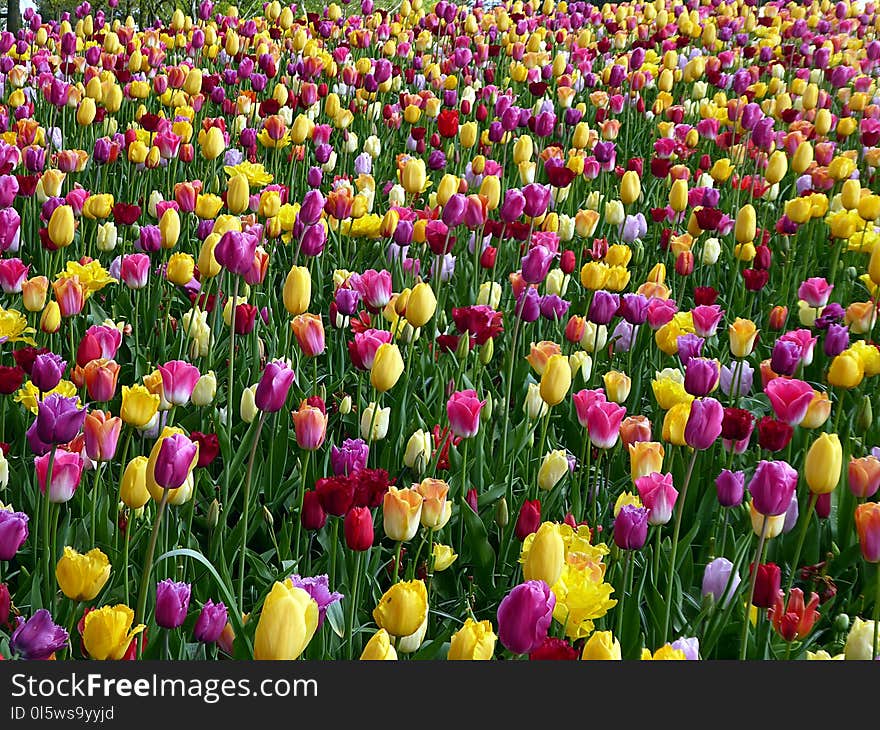 Flower, Plant, Flowering Plant, Tulip