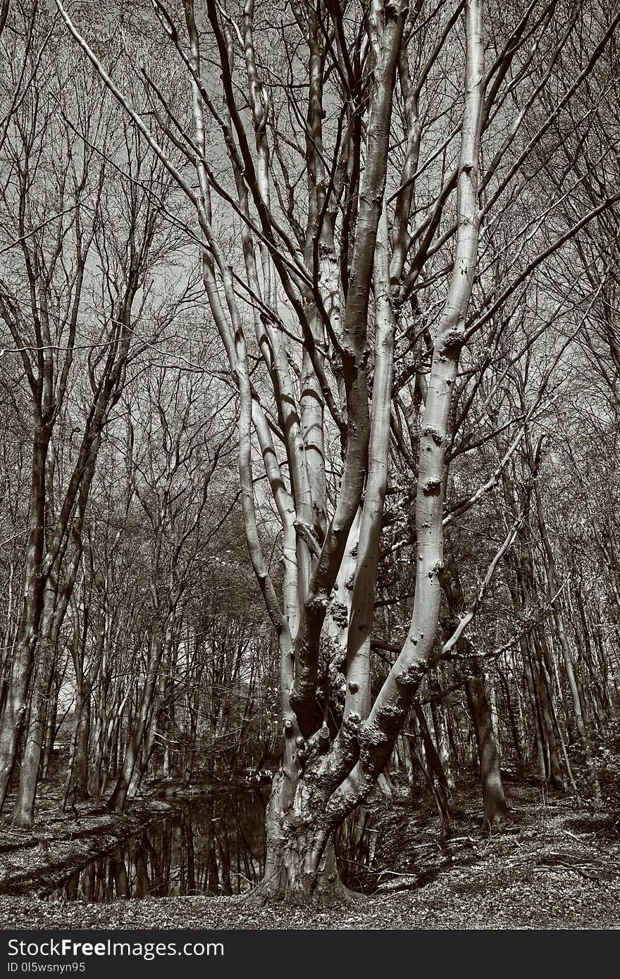 Tree, Woodland, Black And White, Woody Plant