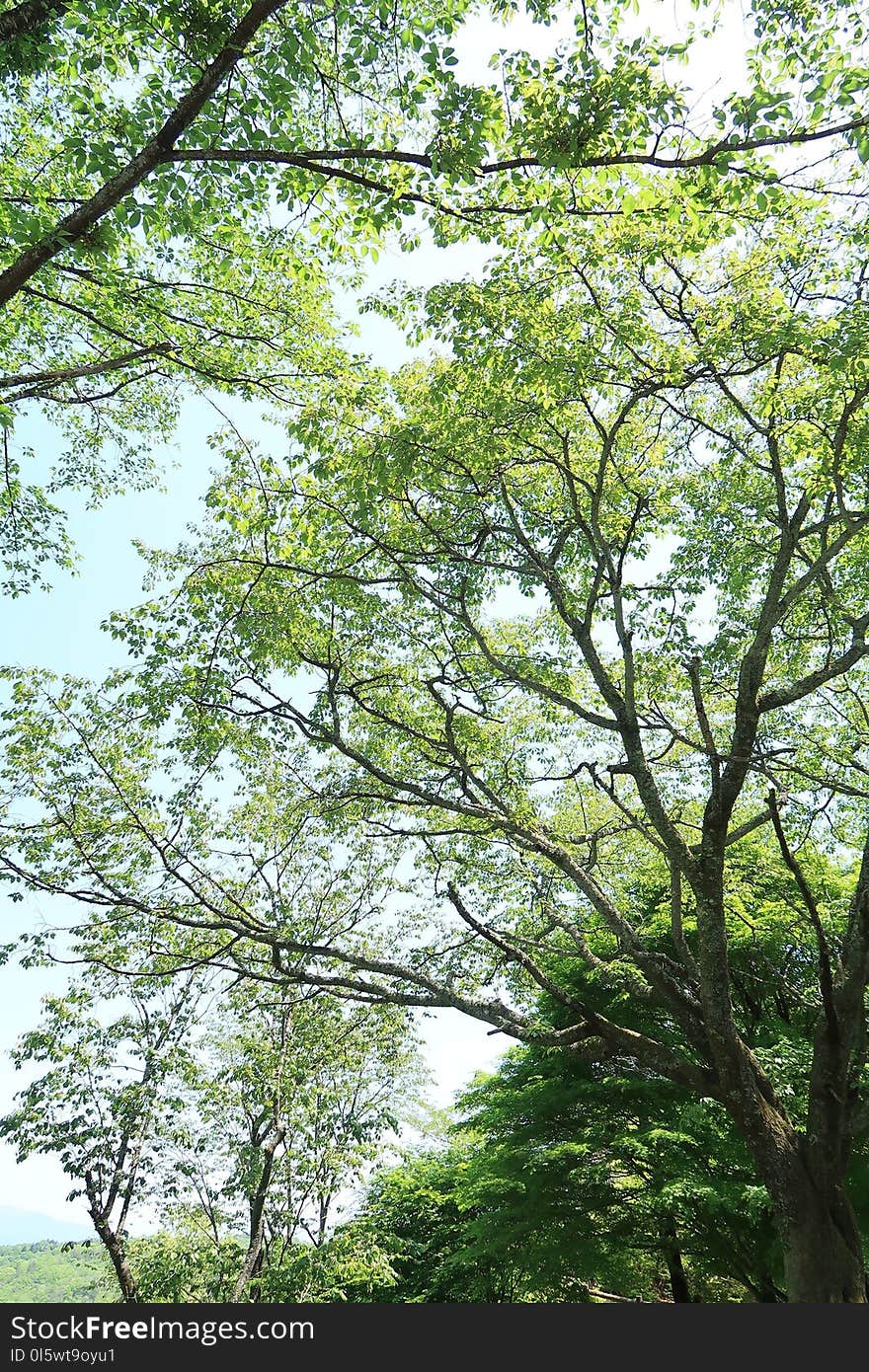 Tree, Branch, Vegetation, Ecosystem