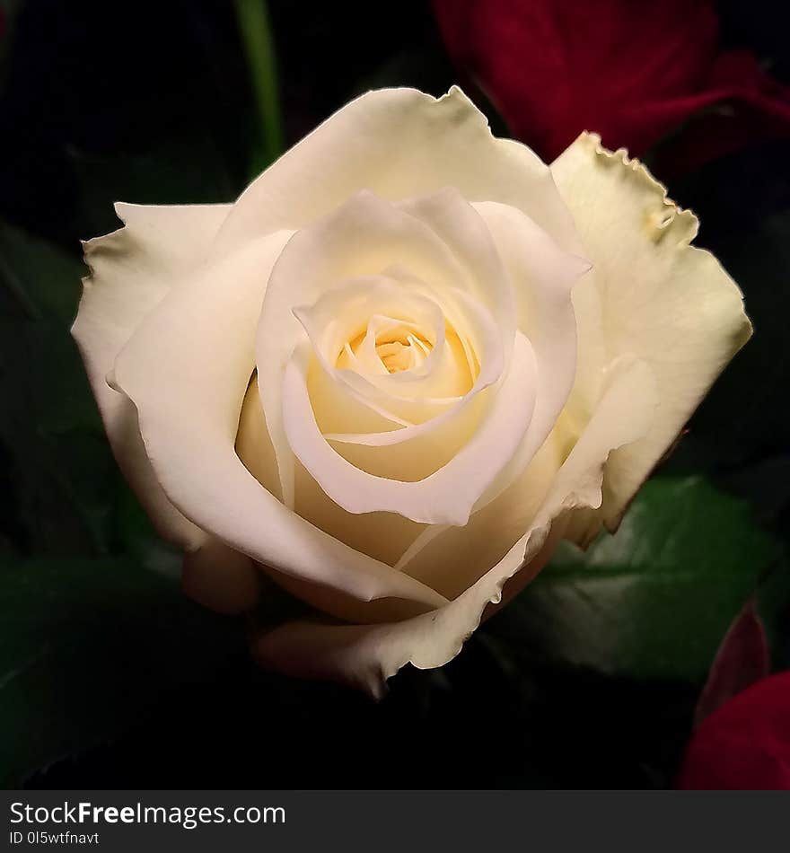 Flower, Rose, Rose Family, White