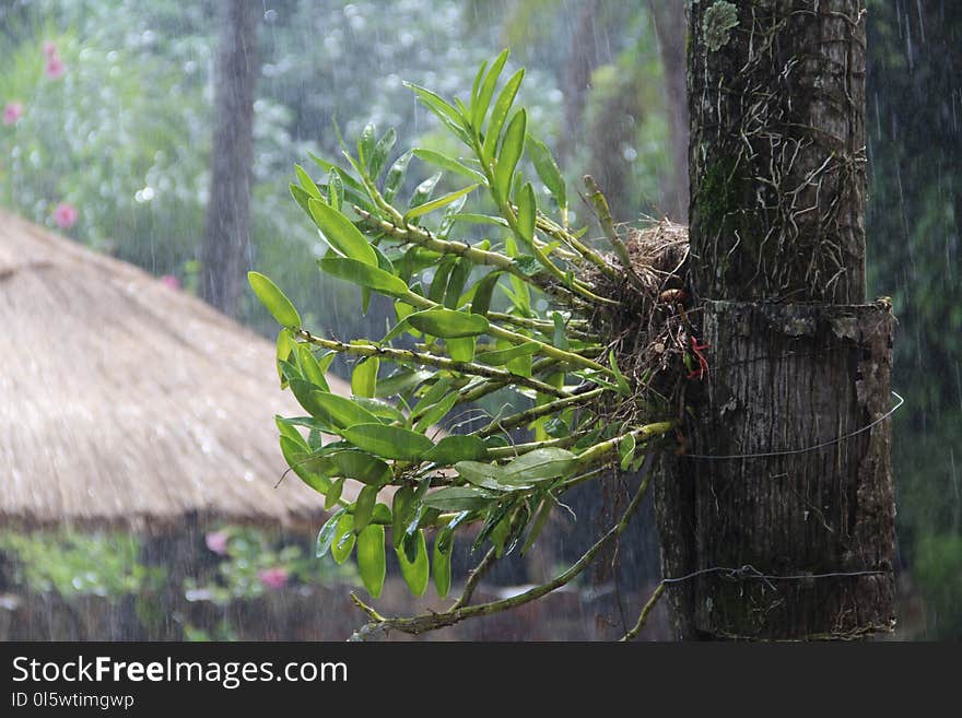 Tree, Ecosystem, Plant, Vegetation
