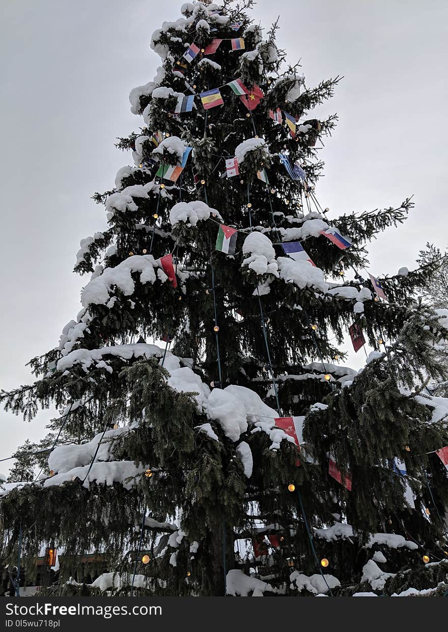 Winter, Tree, Snow, Christmas Tree