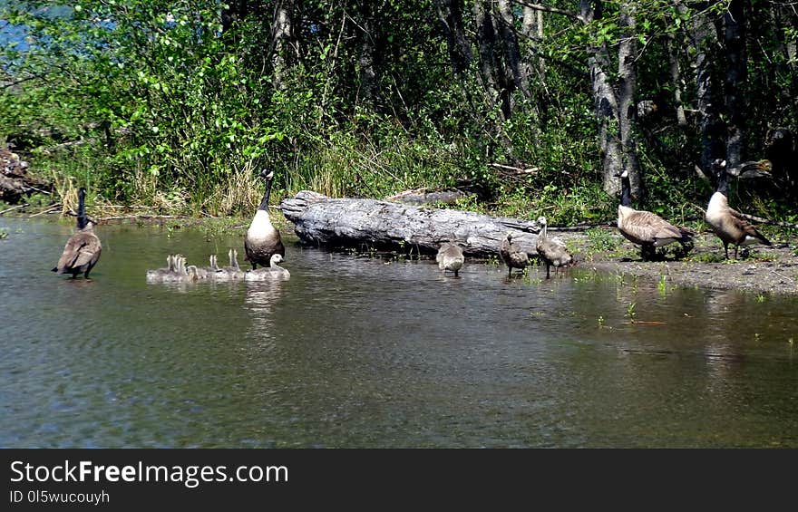 Nature Reserve, Fauna, Bird, Bank