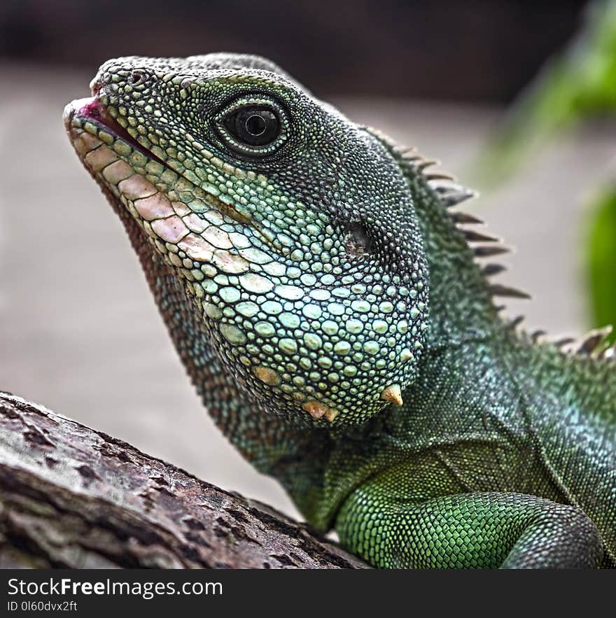 Chinese water dragon`s head. Latin name - Physignathus cocincinus. Chinese water dragon`s head. Latin name - Physignathus cocincinus