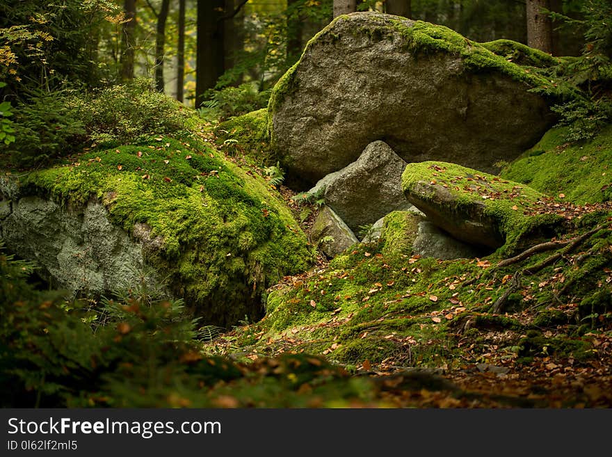 Huge Rocks In The Forest