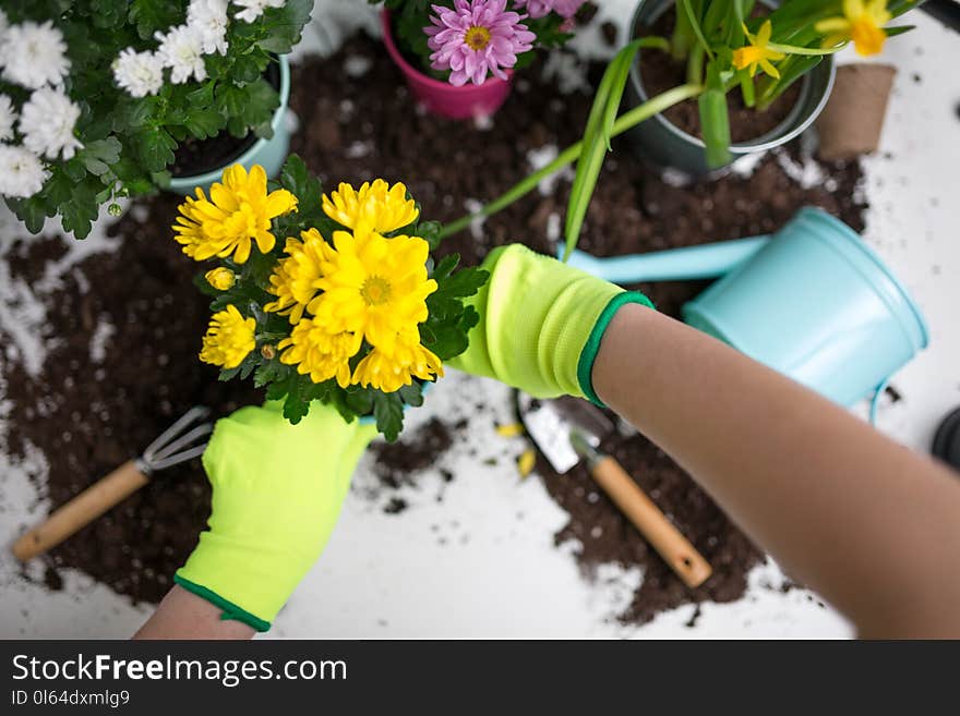 Image on top of man`s hands in green gloves transplanting flower on table