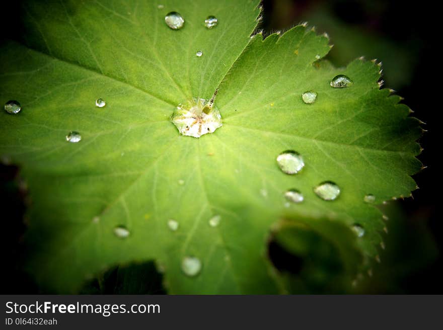 Beautiful morning dew drops, sitting precariously but perfectly on a lady`s mantle leaf. Beautiful morning dew drops, sitting precariously but perfectly on a lady`s mantle leaf.