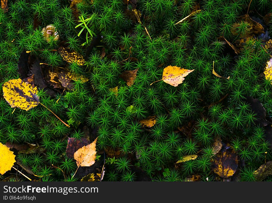 Yellow leaves on green moss background